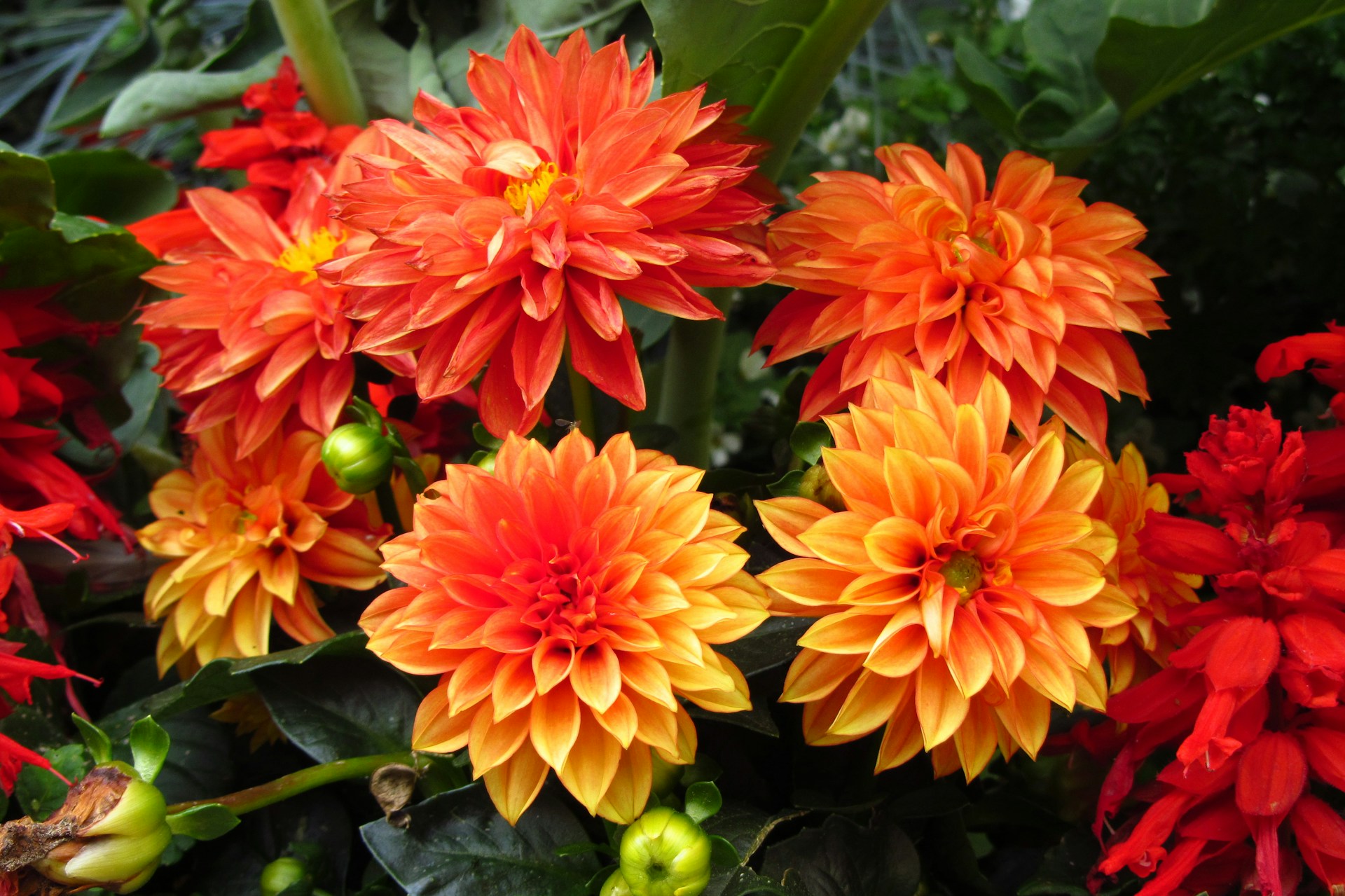 red and yellow flower in close up photography