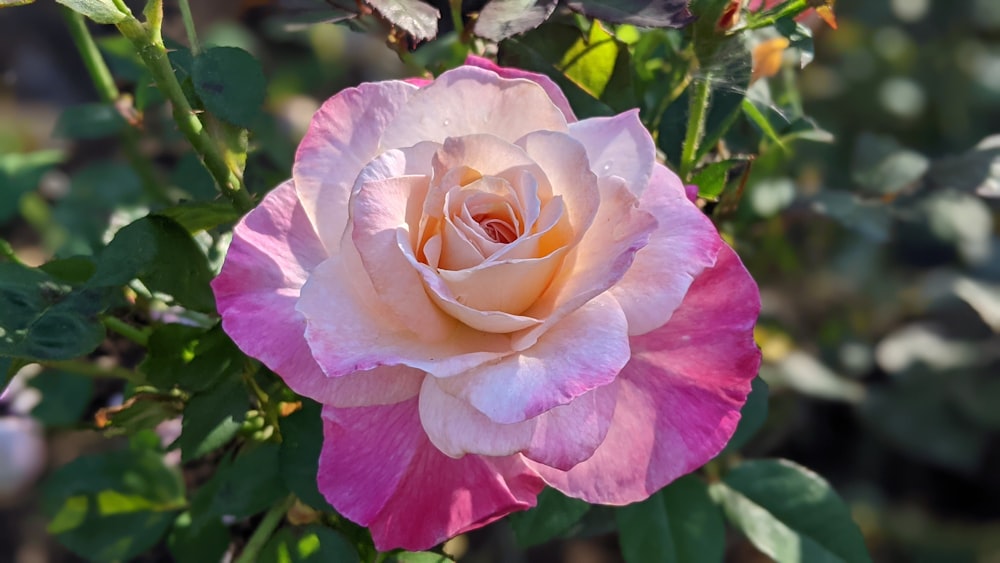 pink rose in bloom during daytime