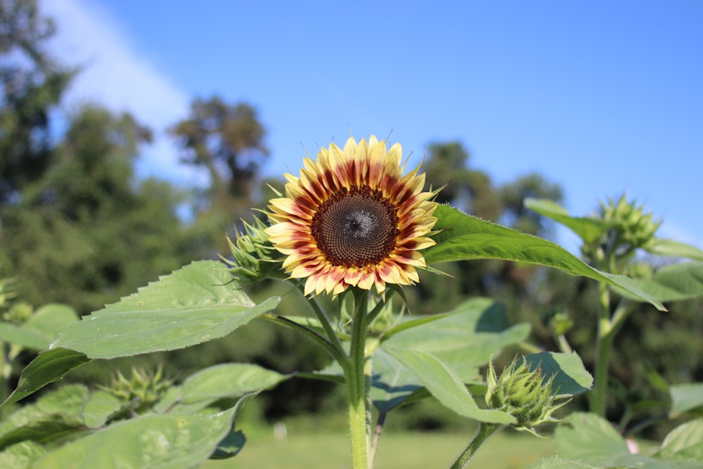 sunflower in bloom during daytime