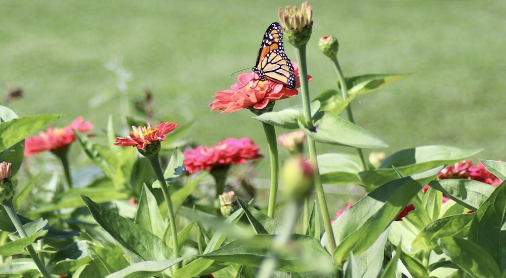 monarch butterfly perched on red flower in close up photography during daytime