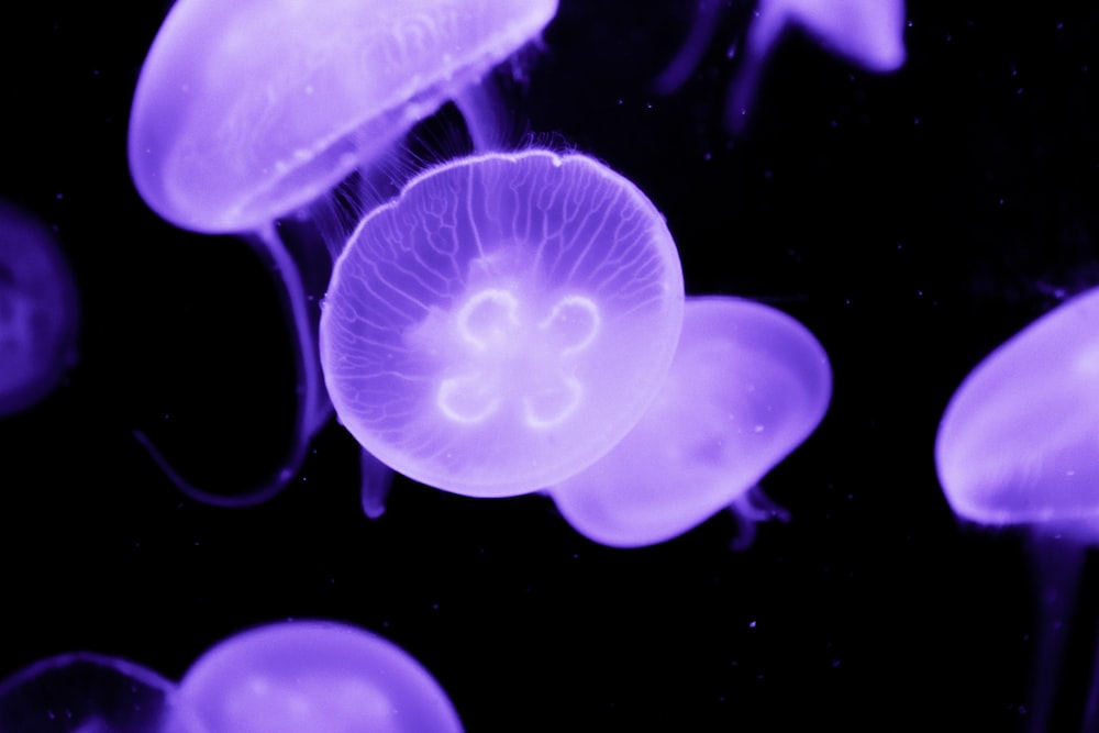 medusas azules en el agua con fondo blanco