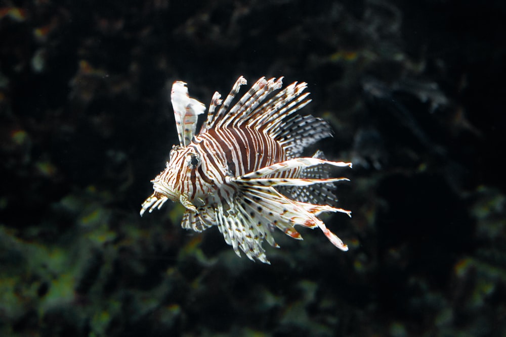 Peces marrones y blancos en el agua