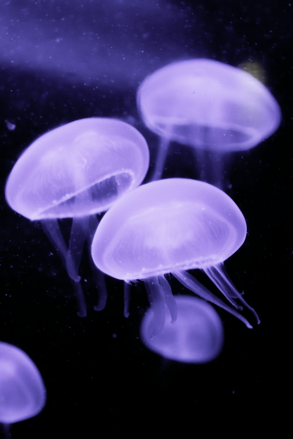 blue jellyfish in water in close up photography