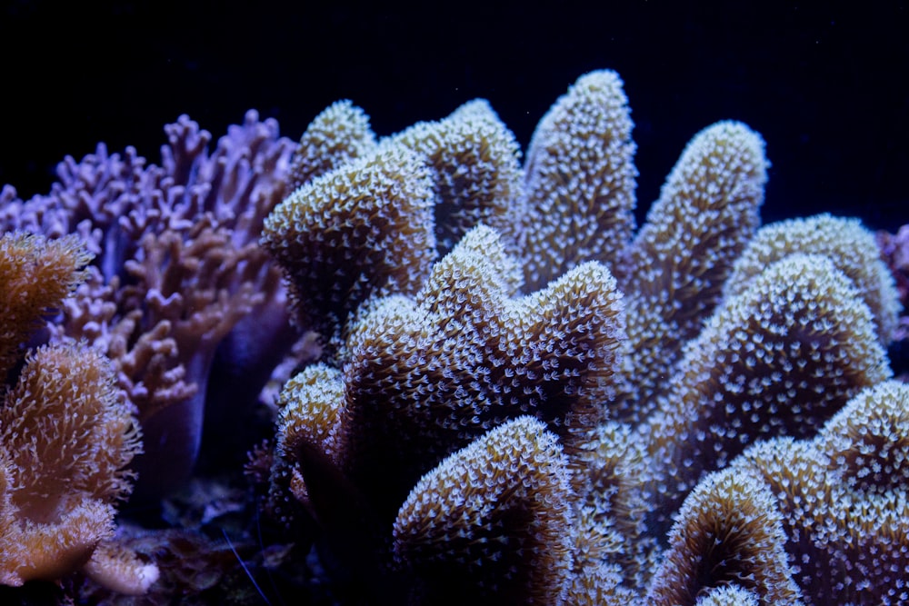 Arrecife de coral marrón en pecera