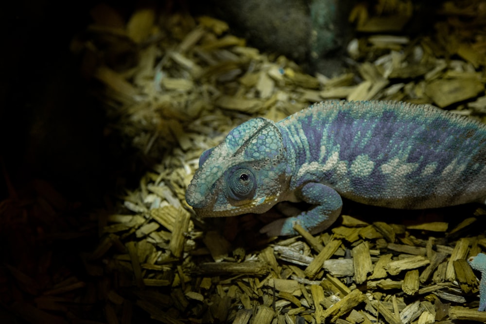 blauer und brauner Bartdrache auf braunen getrockneten Blättern