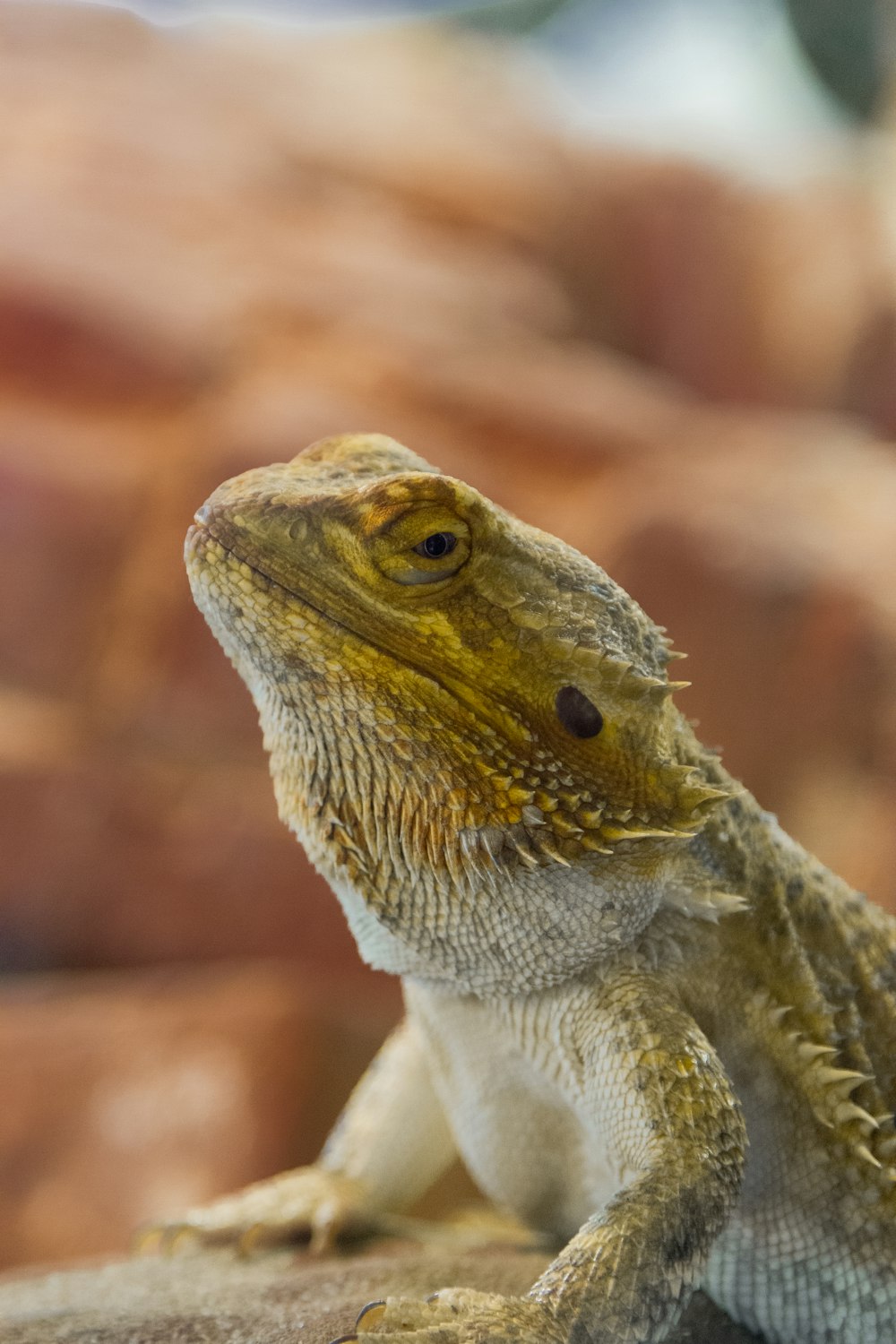 brown and white bearded dragon