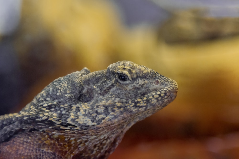 Un primer plano de un lagarto con un fondo borroso