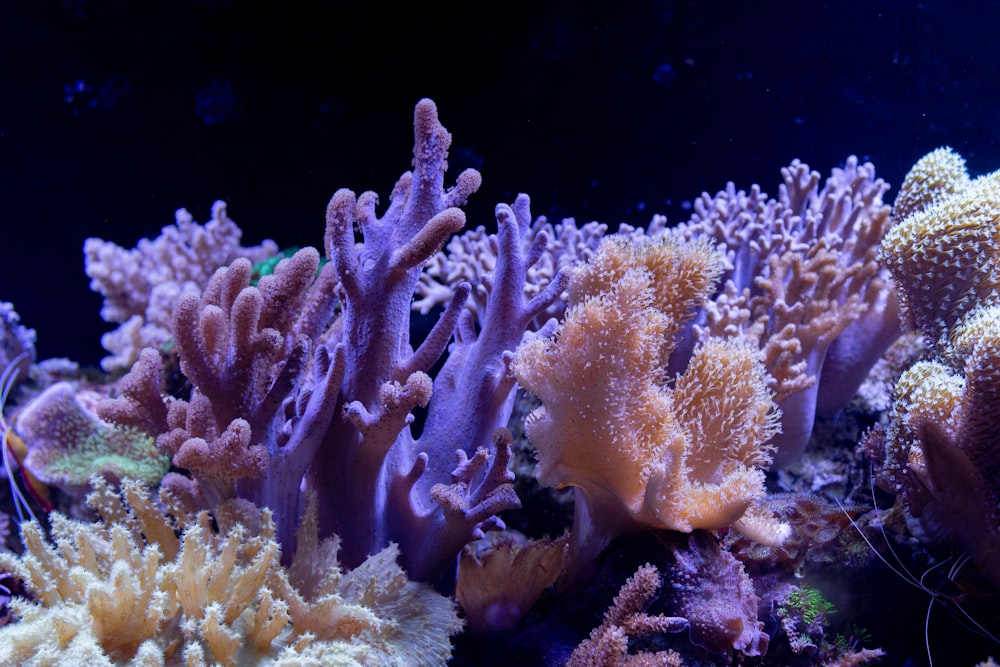 水中の黄色いサンゴ礁