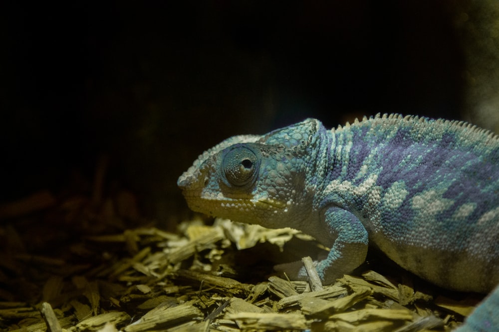 blue and green lizard on brown dried leaves