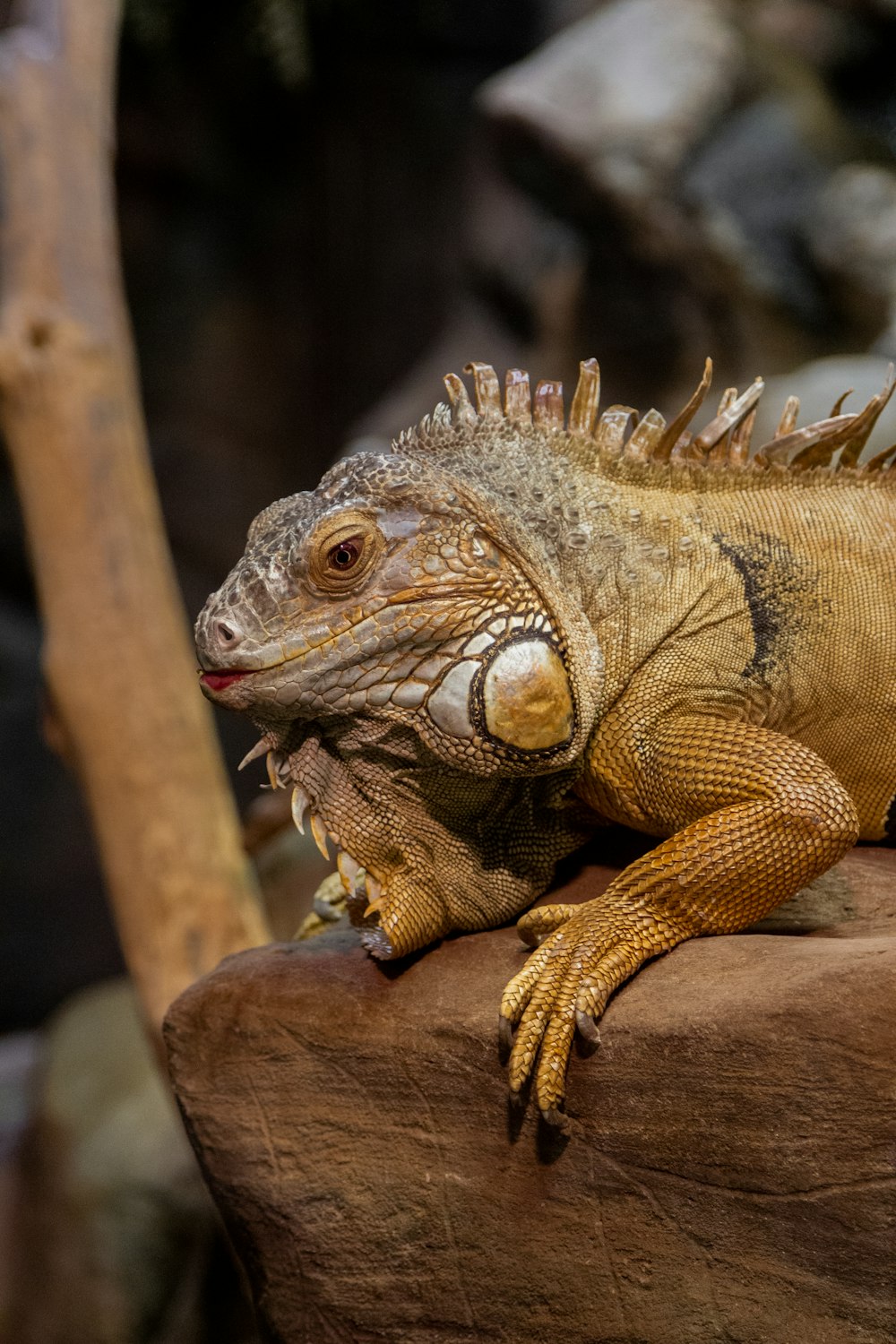 brown and black bearded dragon on brown wood