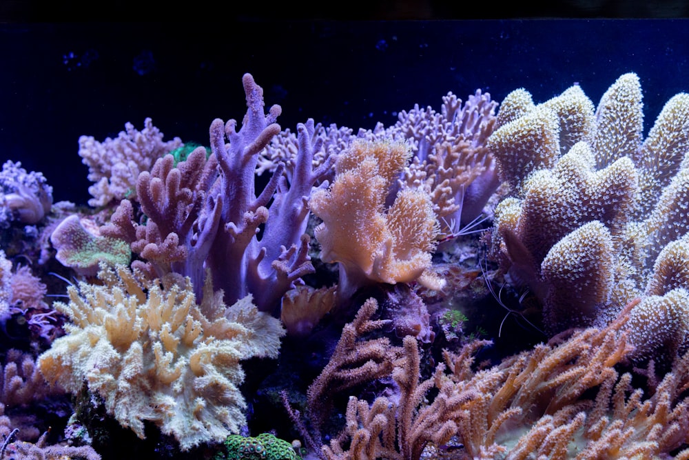水中の黄色いサンゴ礁