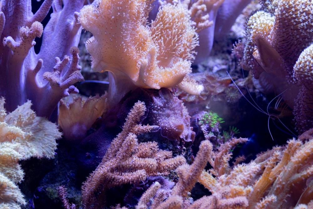 Arrecife de coral amarillo en tanque de vidrio transparente