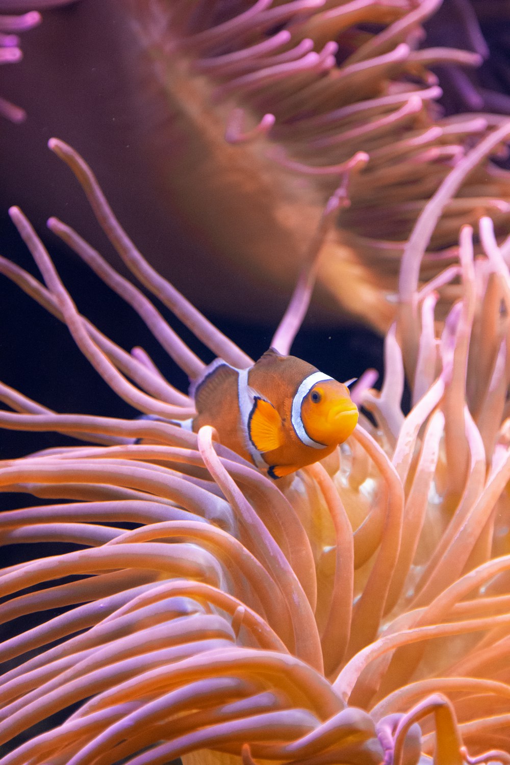 pesce pagliaccio giallo e bianco