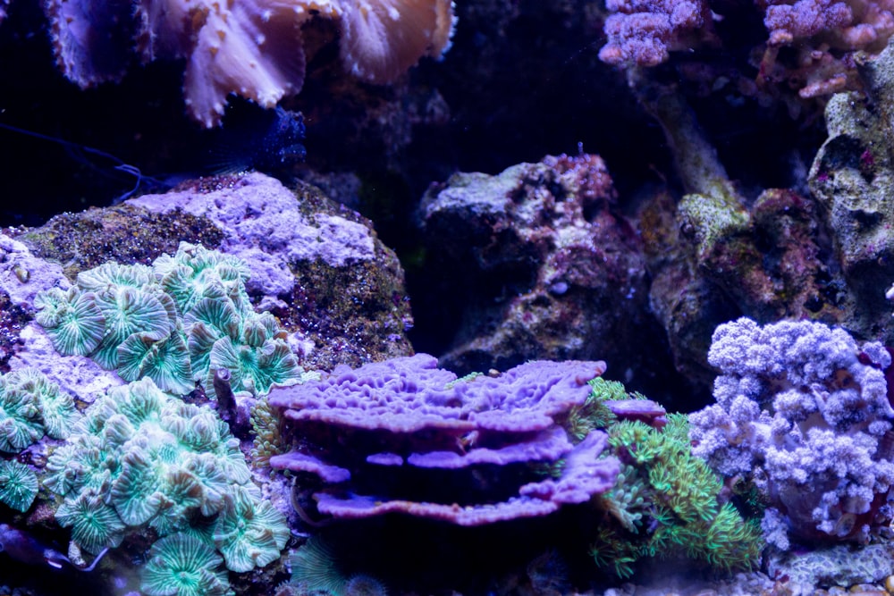 recife de coral azul e branco