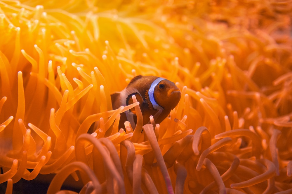 Blauer und weißer Clownfisch am orangefarbenen und weißen Korallenriff