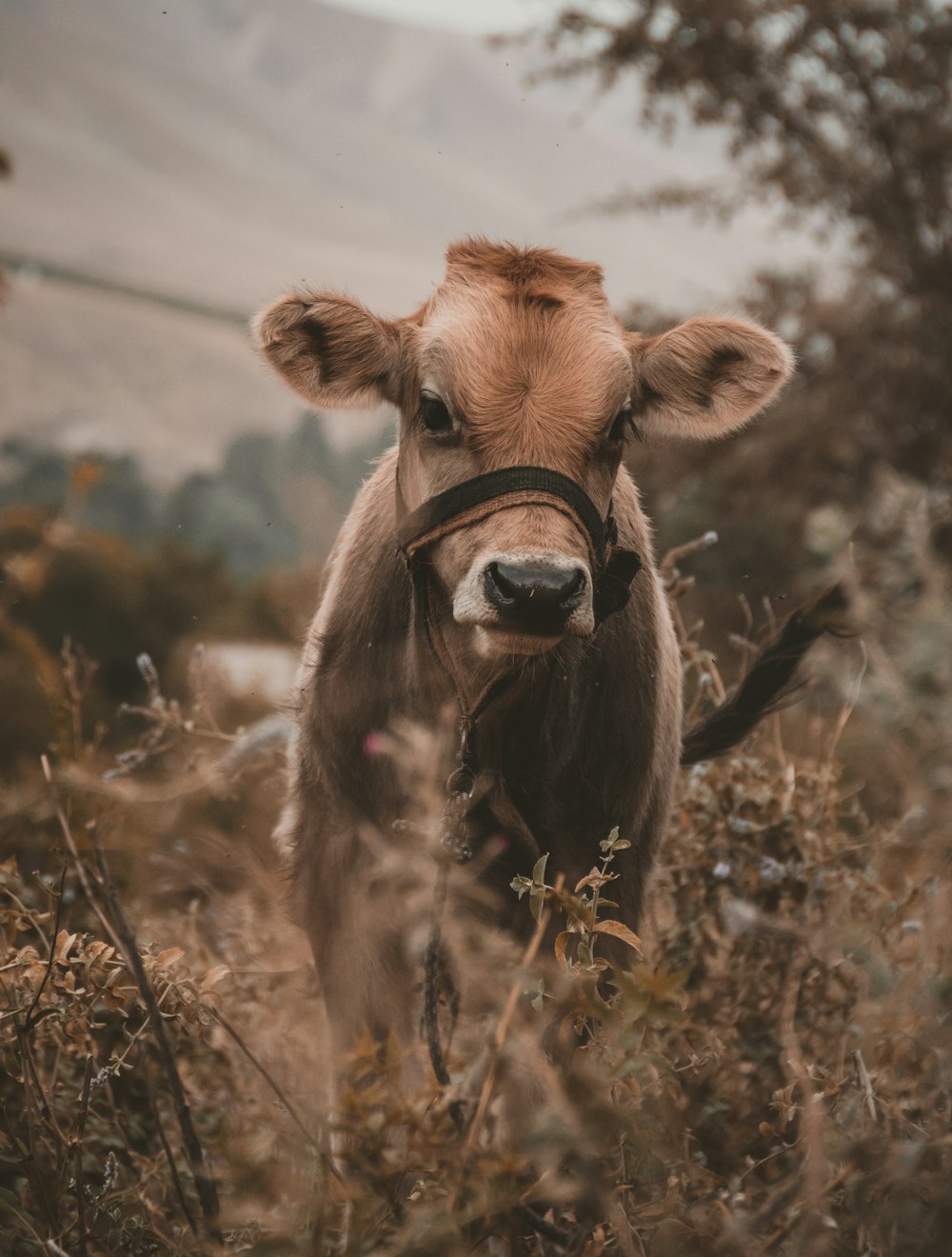 brown cow on brown grass field during daytime