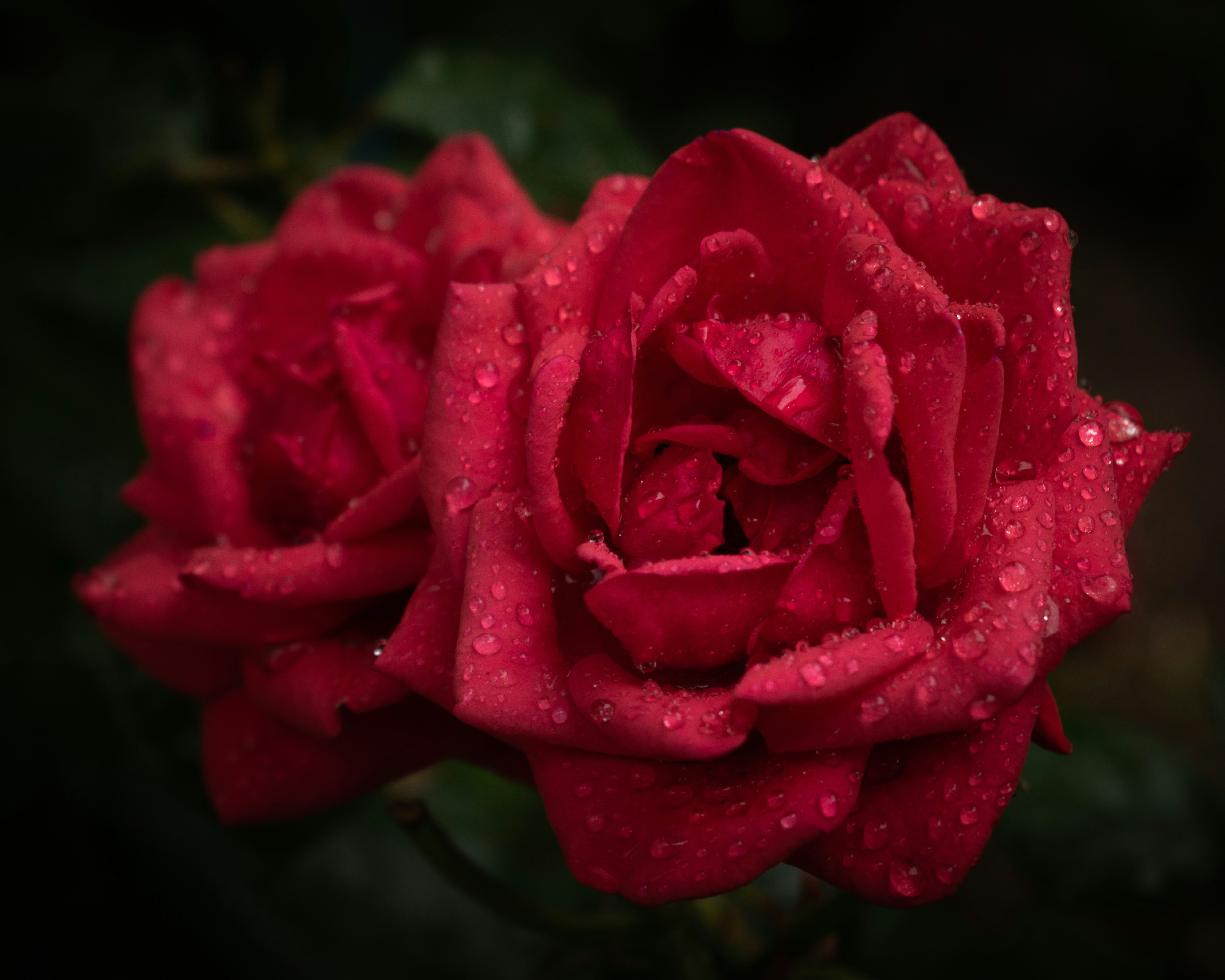 Photo by vjeblackbirdlion