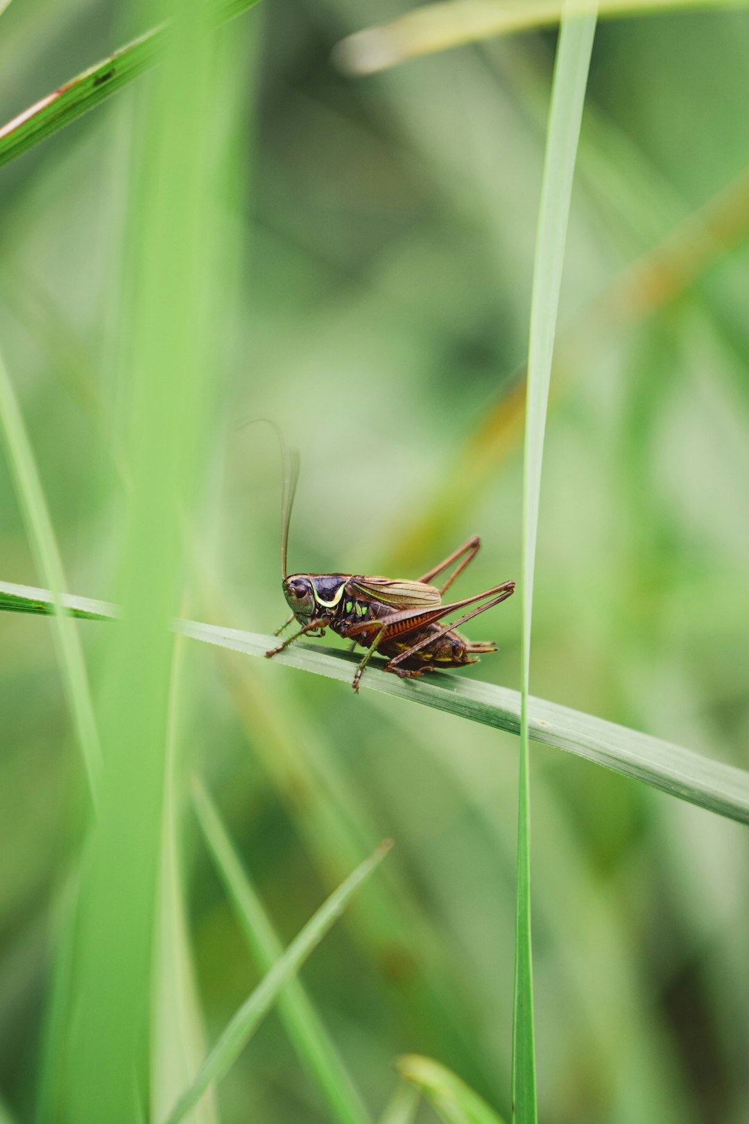 brown grasshopper on green grass during daytime