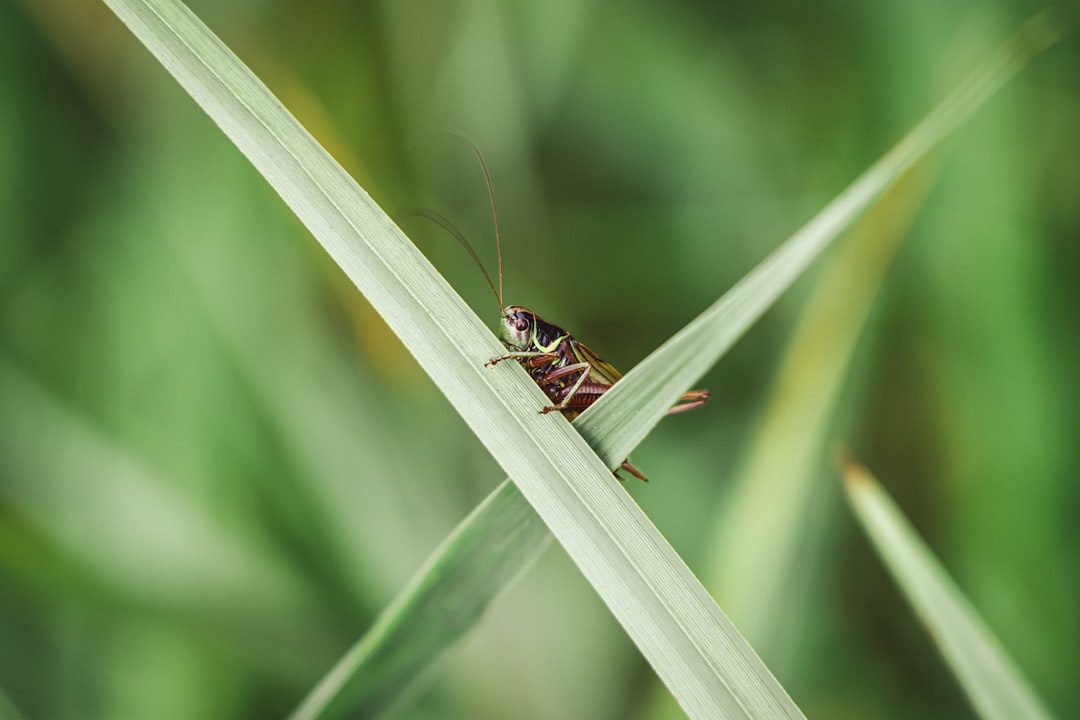 brown and black insect on green leaf