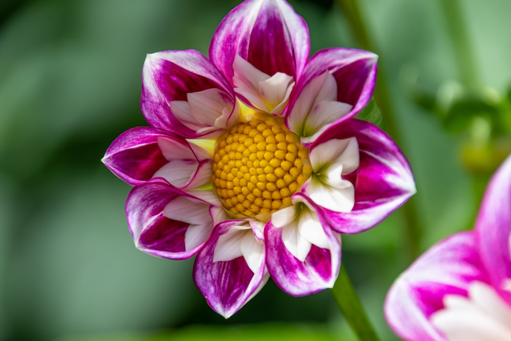 pink and yellow flower in macro shot