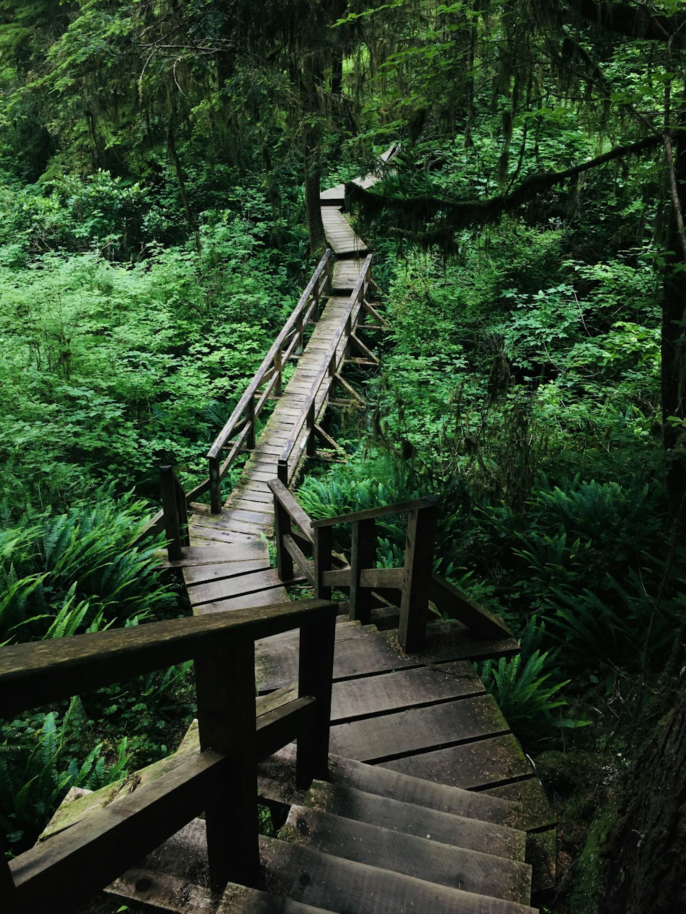 brown wooden bridge in the middle of the forest