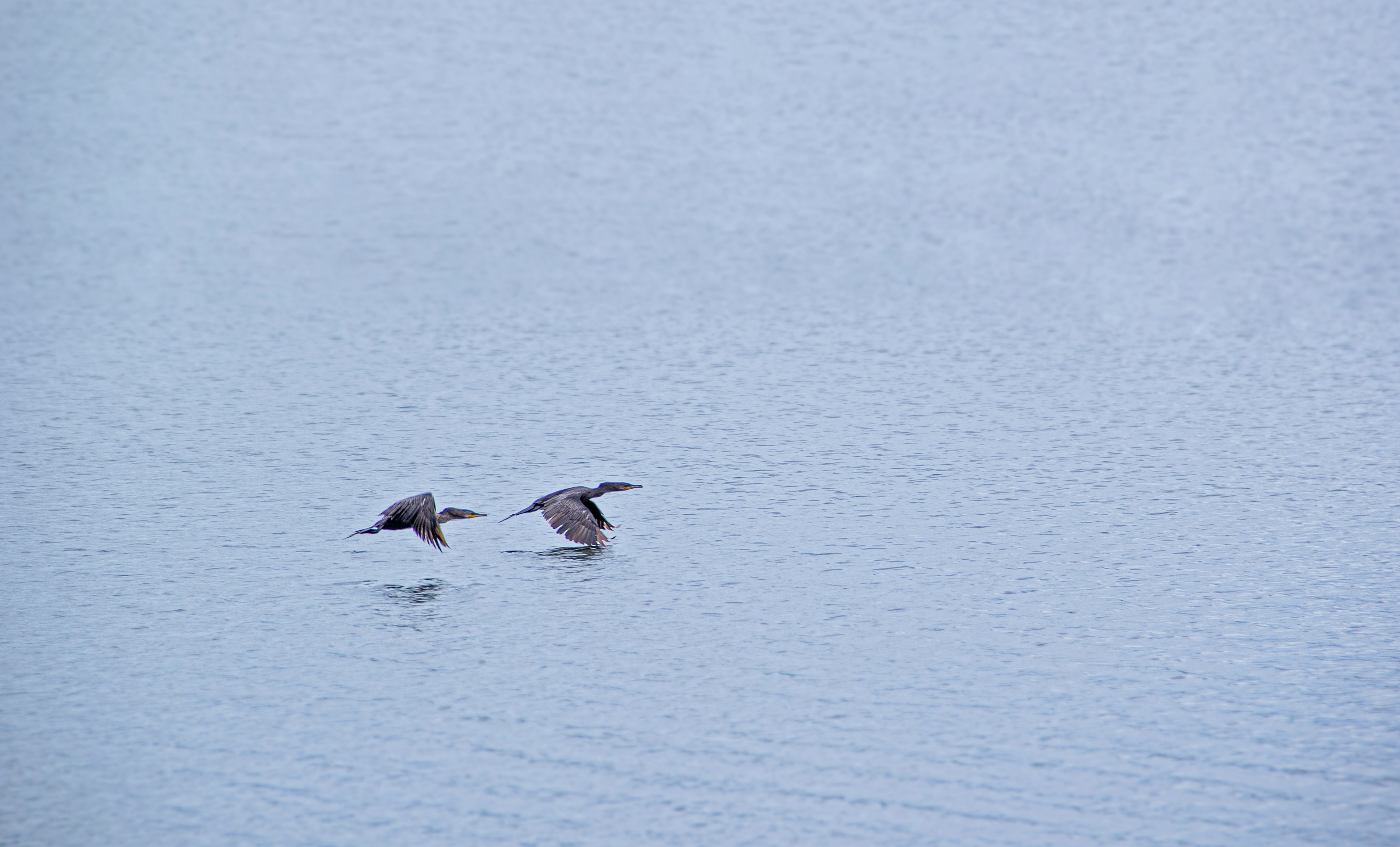 two birds flying over the sea during daytime