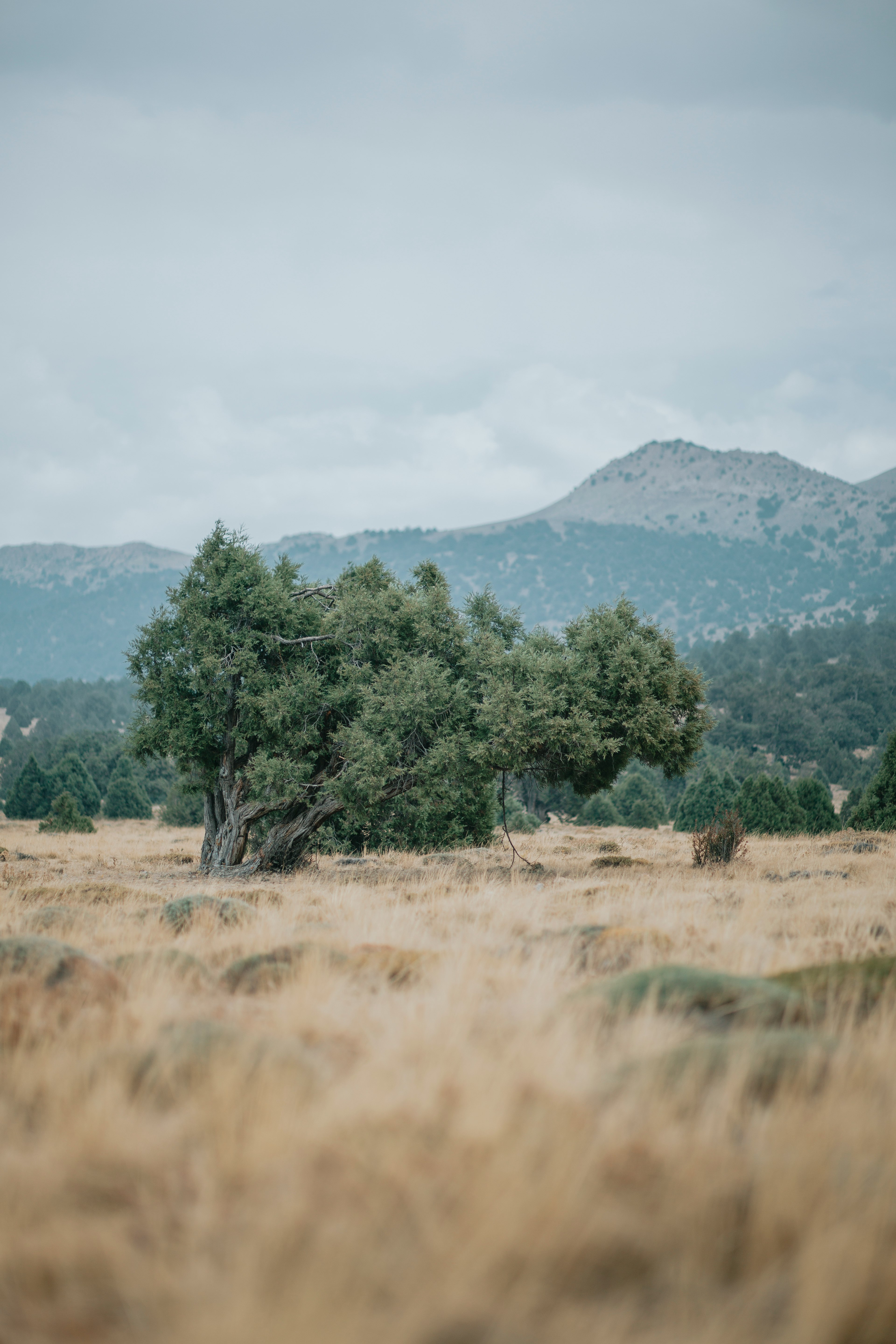 green trees on brown field during daytime