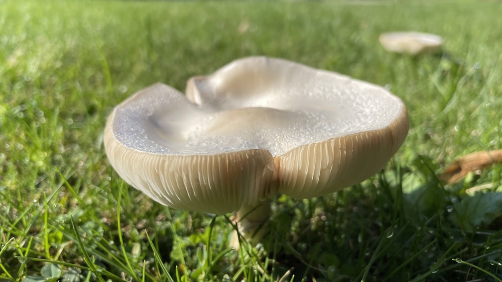 white mushroom on green grass during daytime