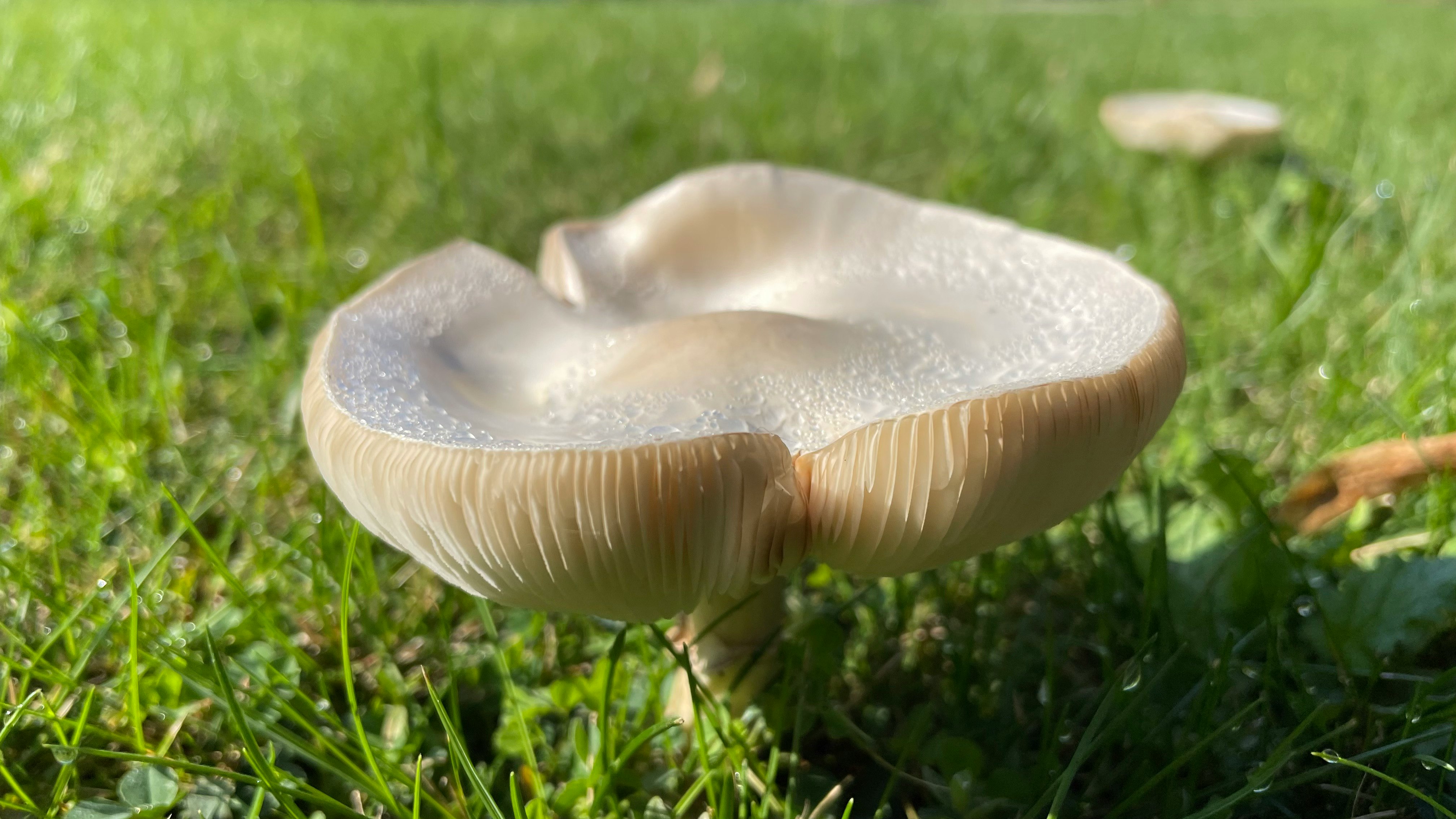Champignon mushroom on lawn