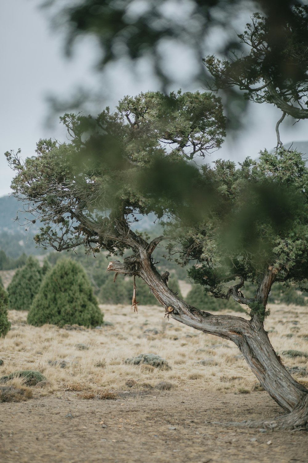 green tree on brown field during daytime