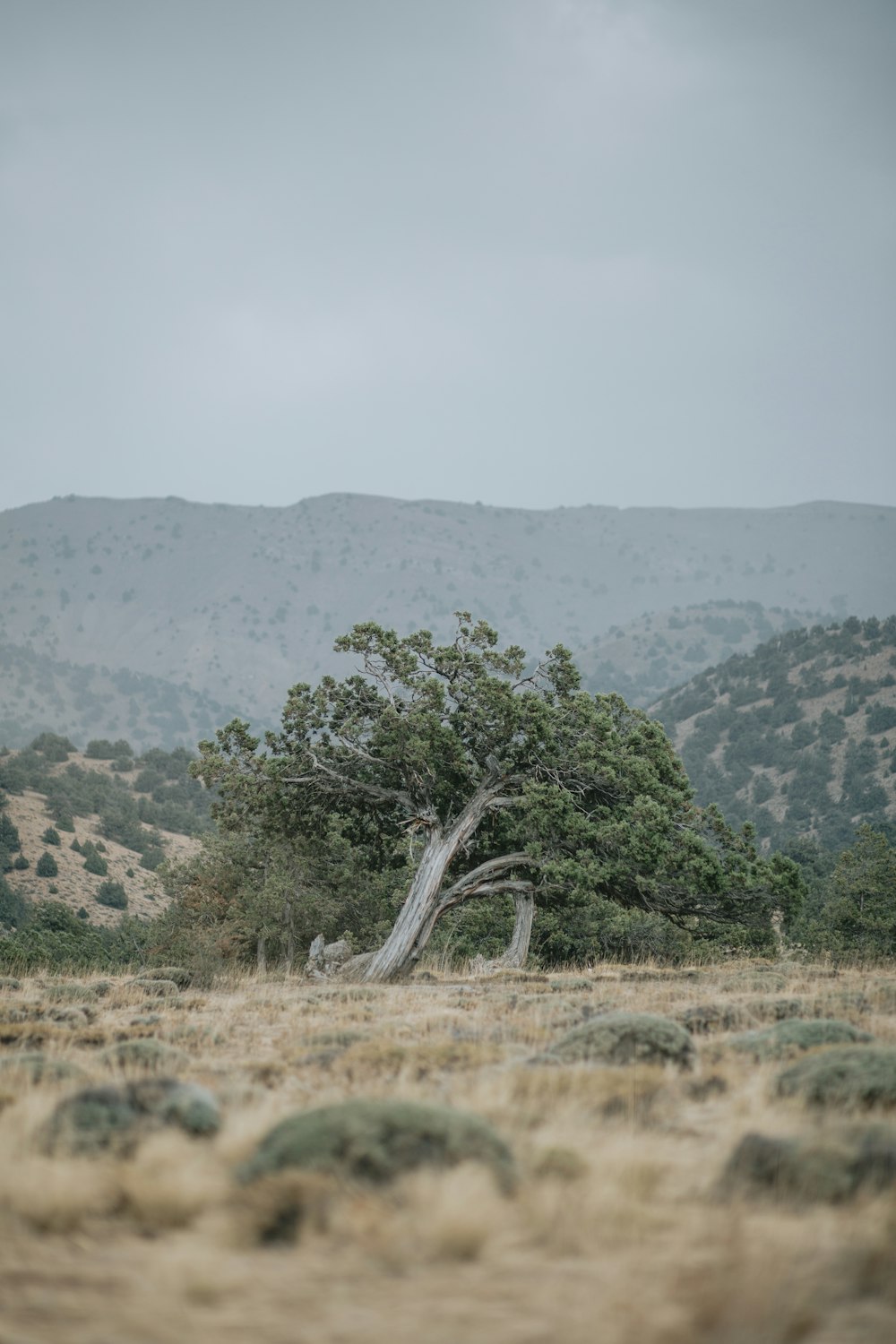 Árbol verde en campo de hierba marrón durante el día