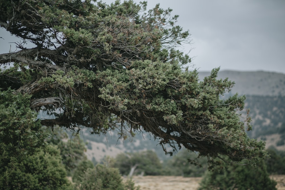 green tree with green leaves