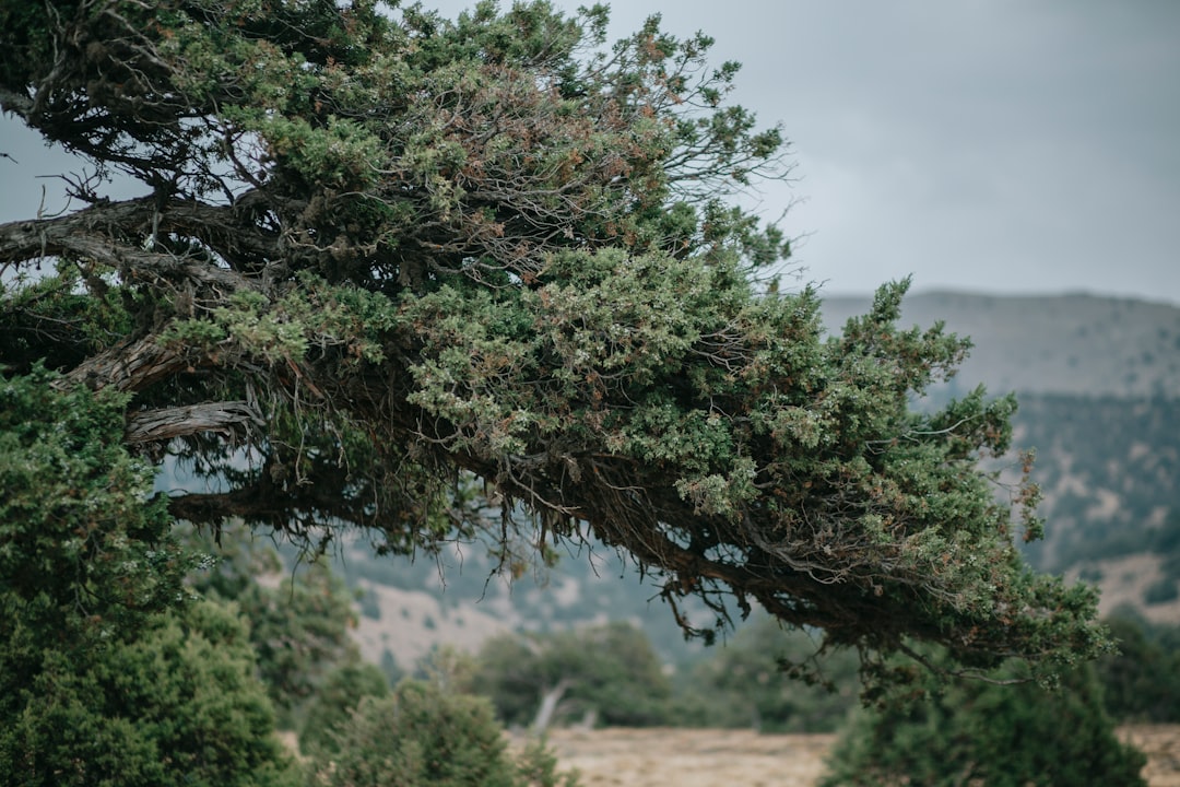 green tree with green leaves