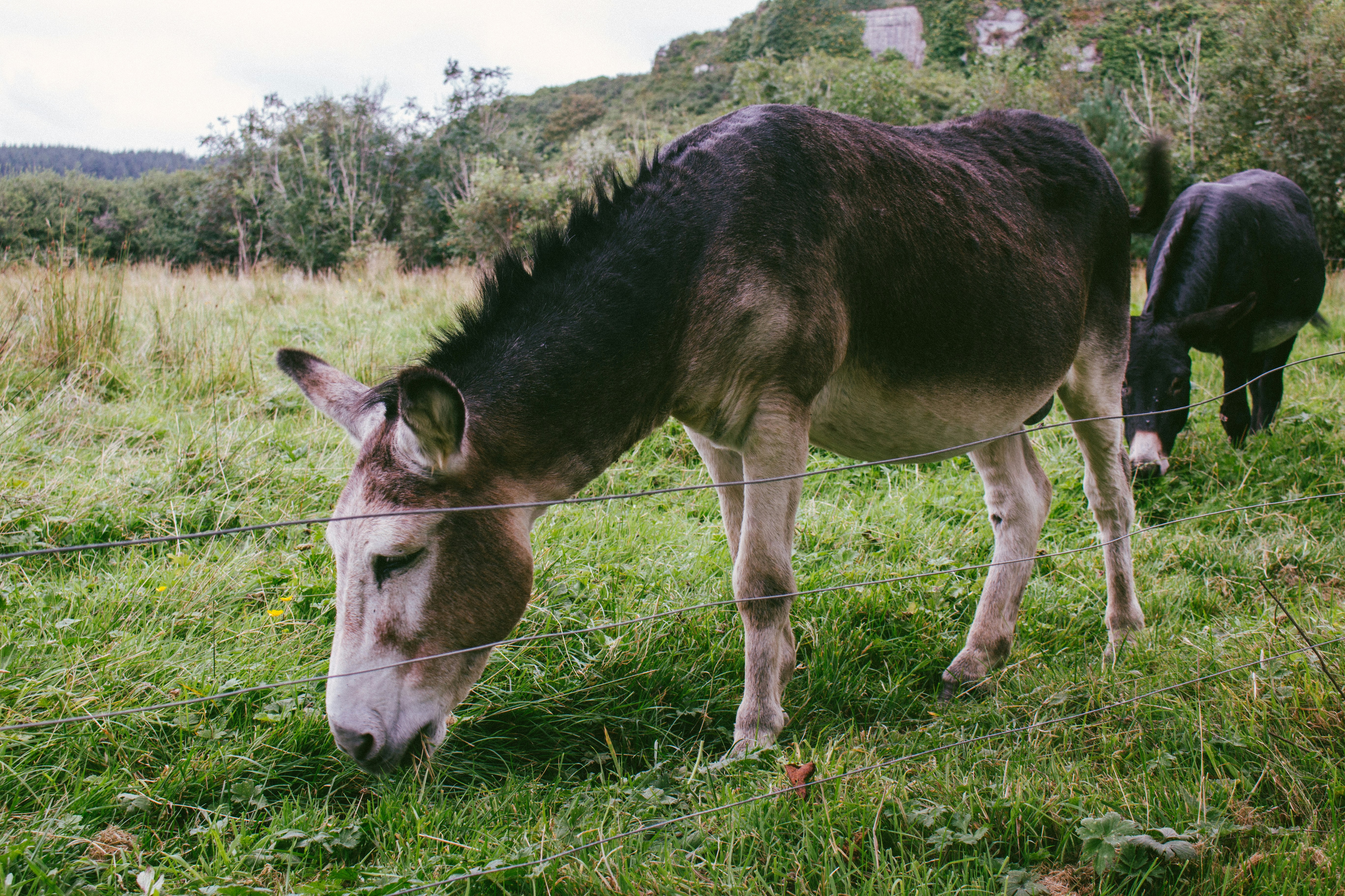 black and white horse eating grass during daytime
