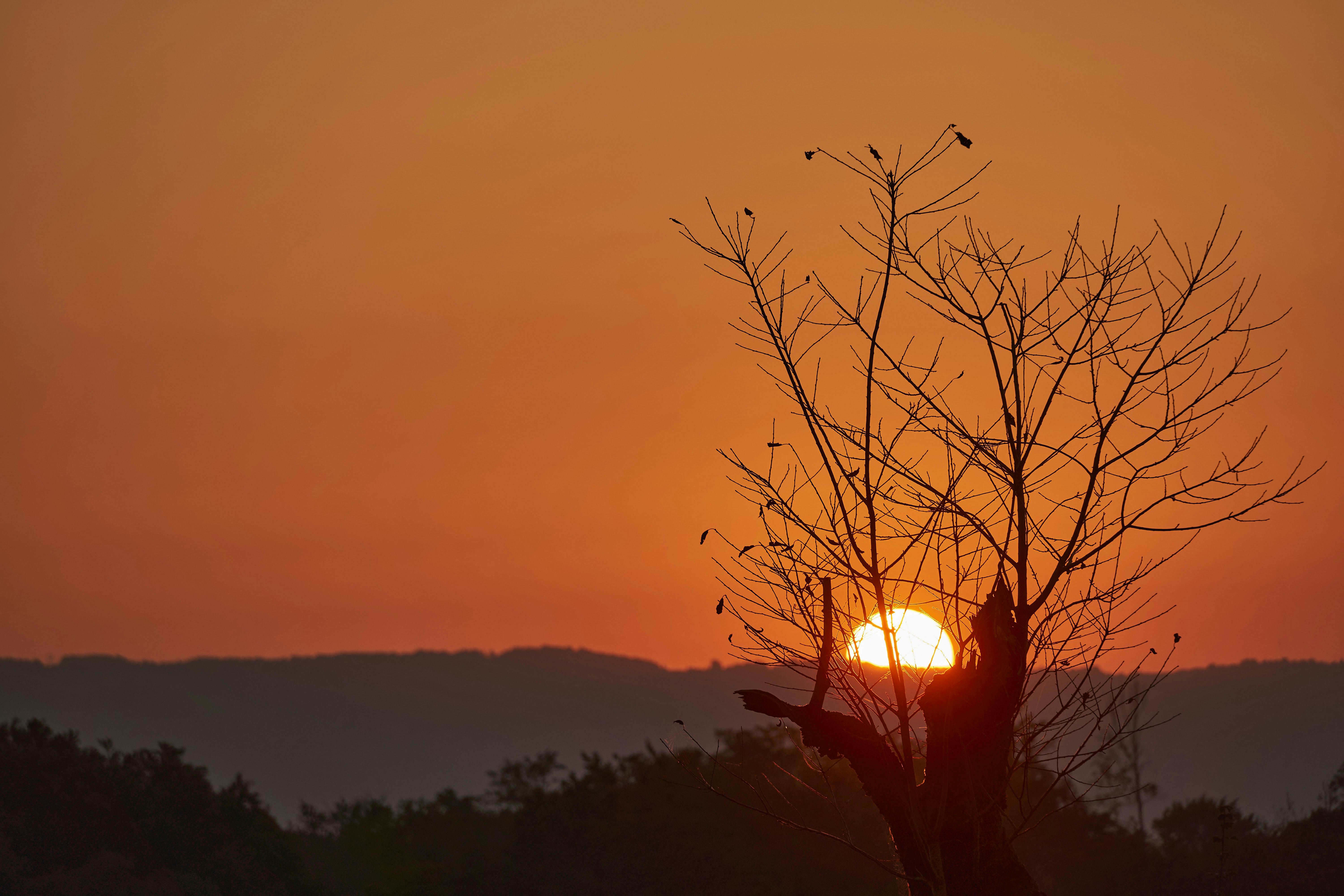 Photo by wolfgang_hasselmann