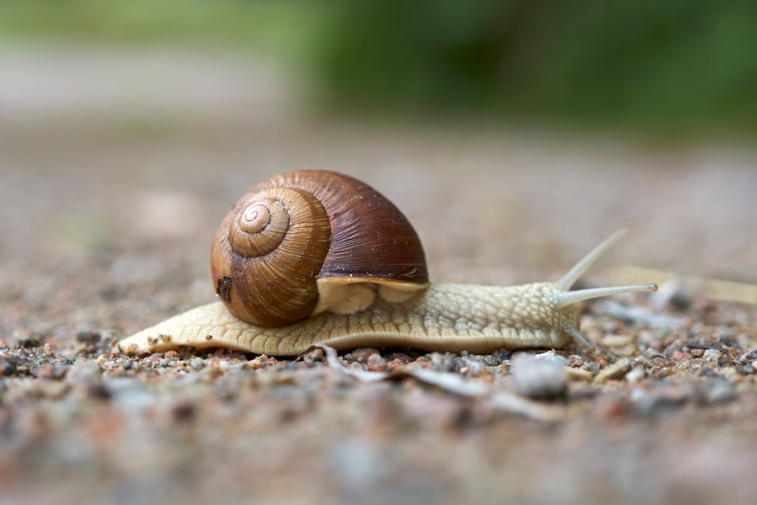 brown snail on brown soil during daytime