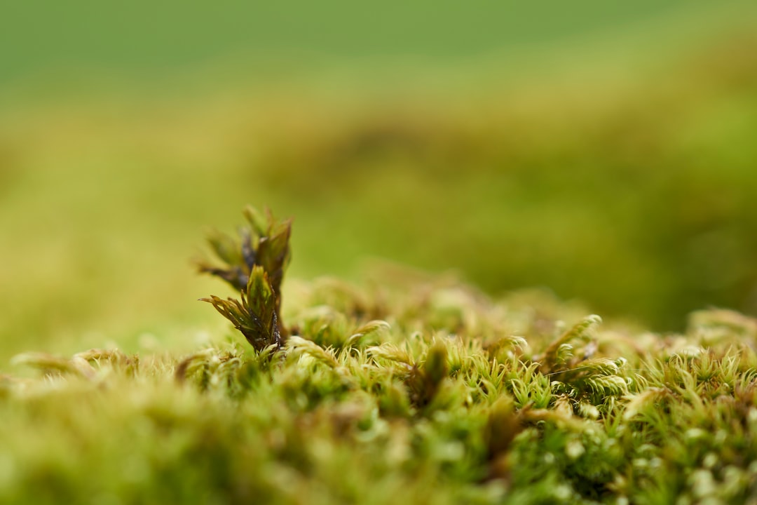 green grass in macro shot