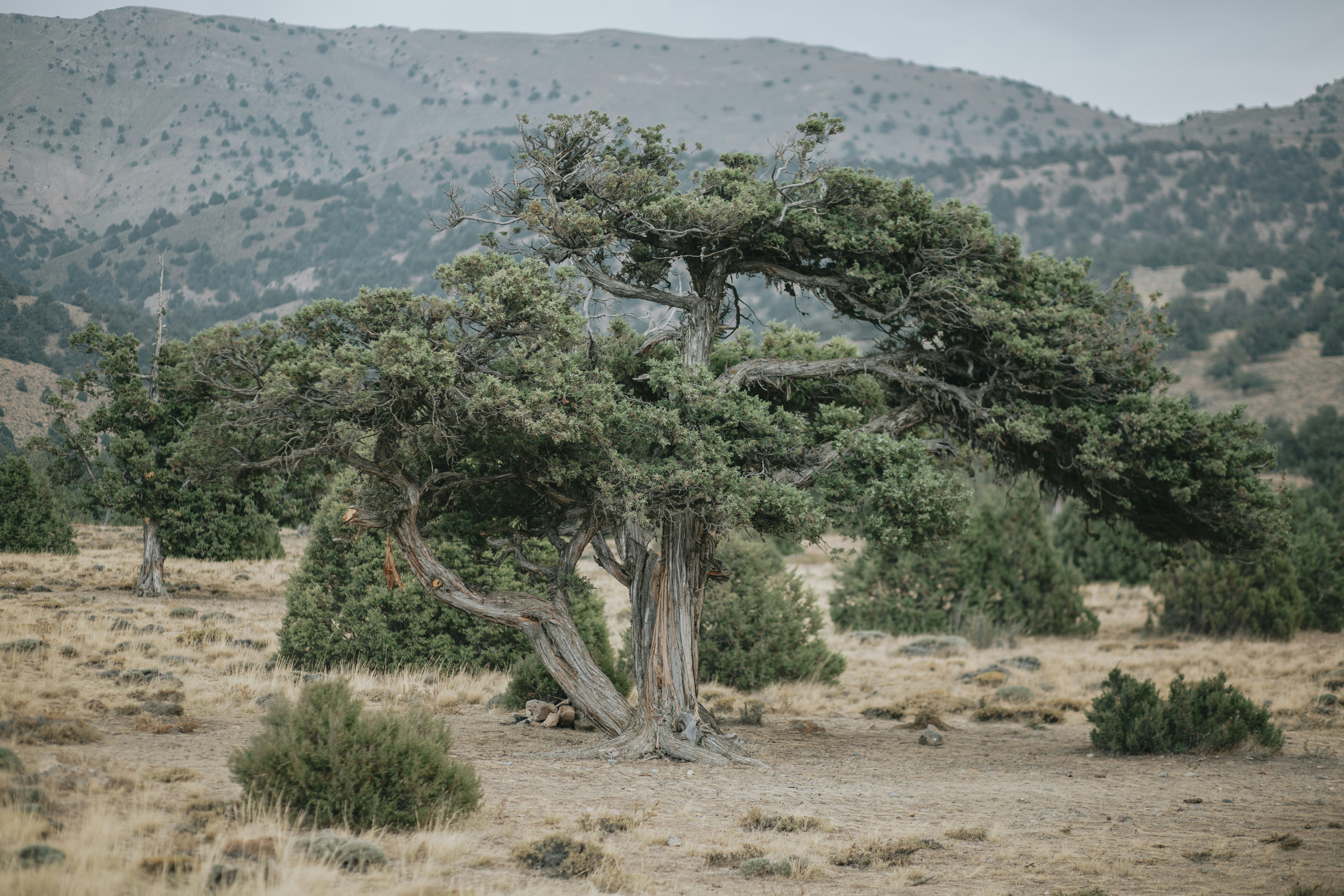 Photo by mohsenamerri