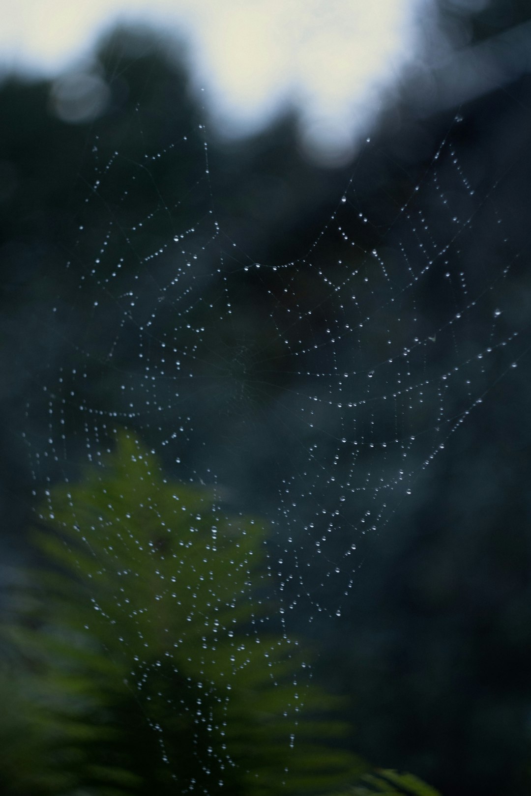 spider web with water droplets