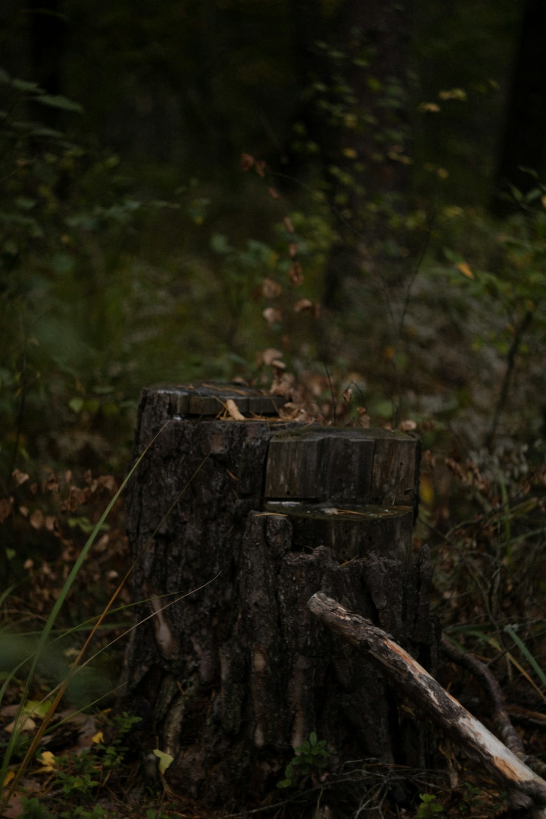 brown wood log on green grass