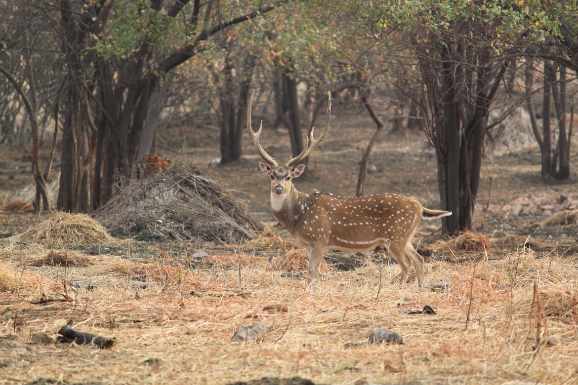 Tadoba National Park, India Travel Guide