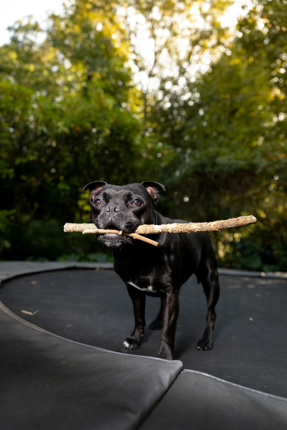 black short coat medium dog with brown leash
