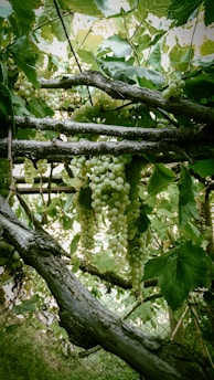 green grapes on tree during daytime