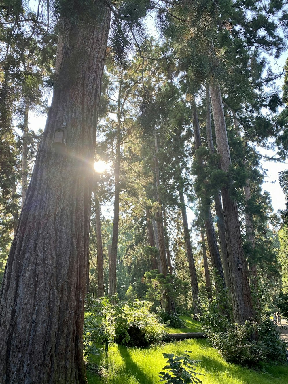 green trees under blue sky during daytime