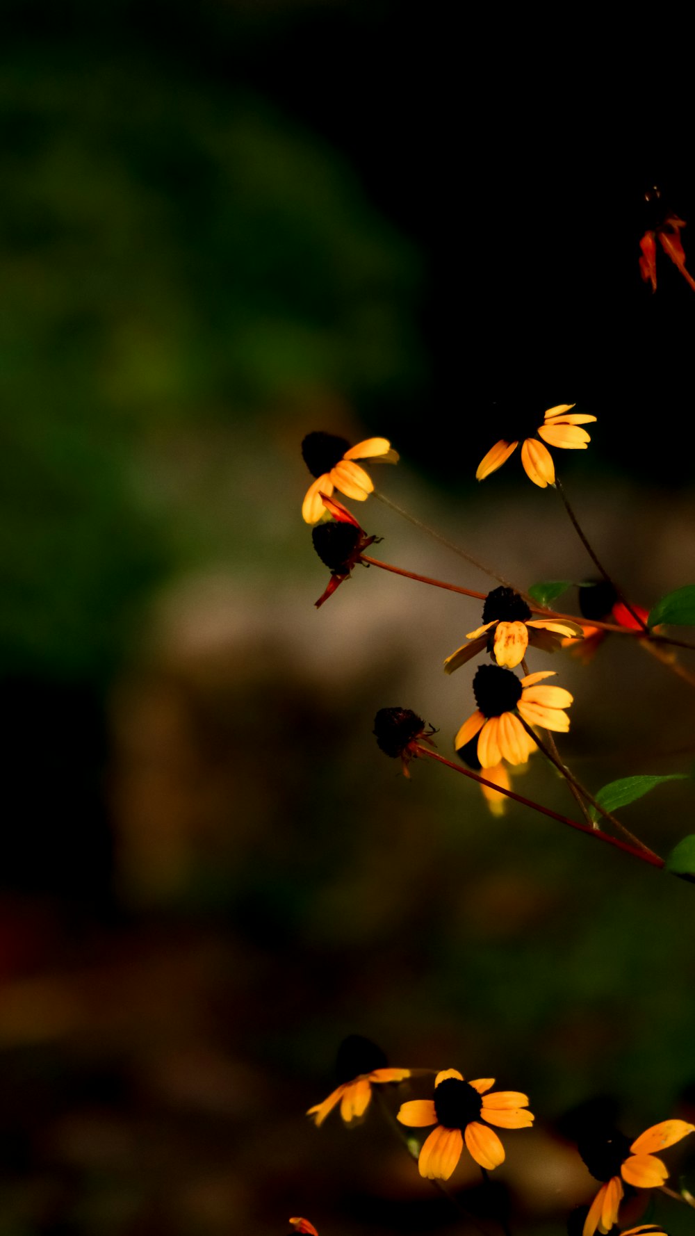 틸트 시프트 렌즈의 노란색과 빨간색 꽃