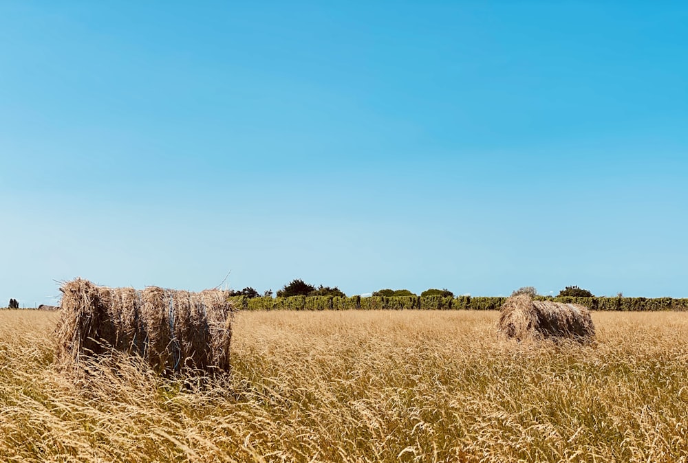 brown grass field under blue sky during daytime