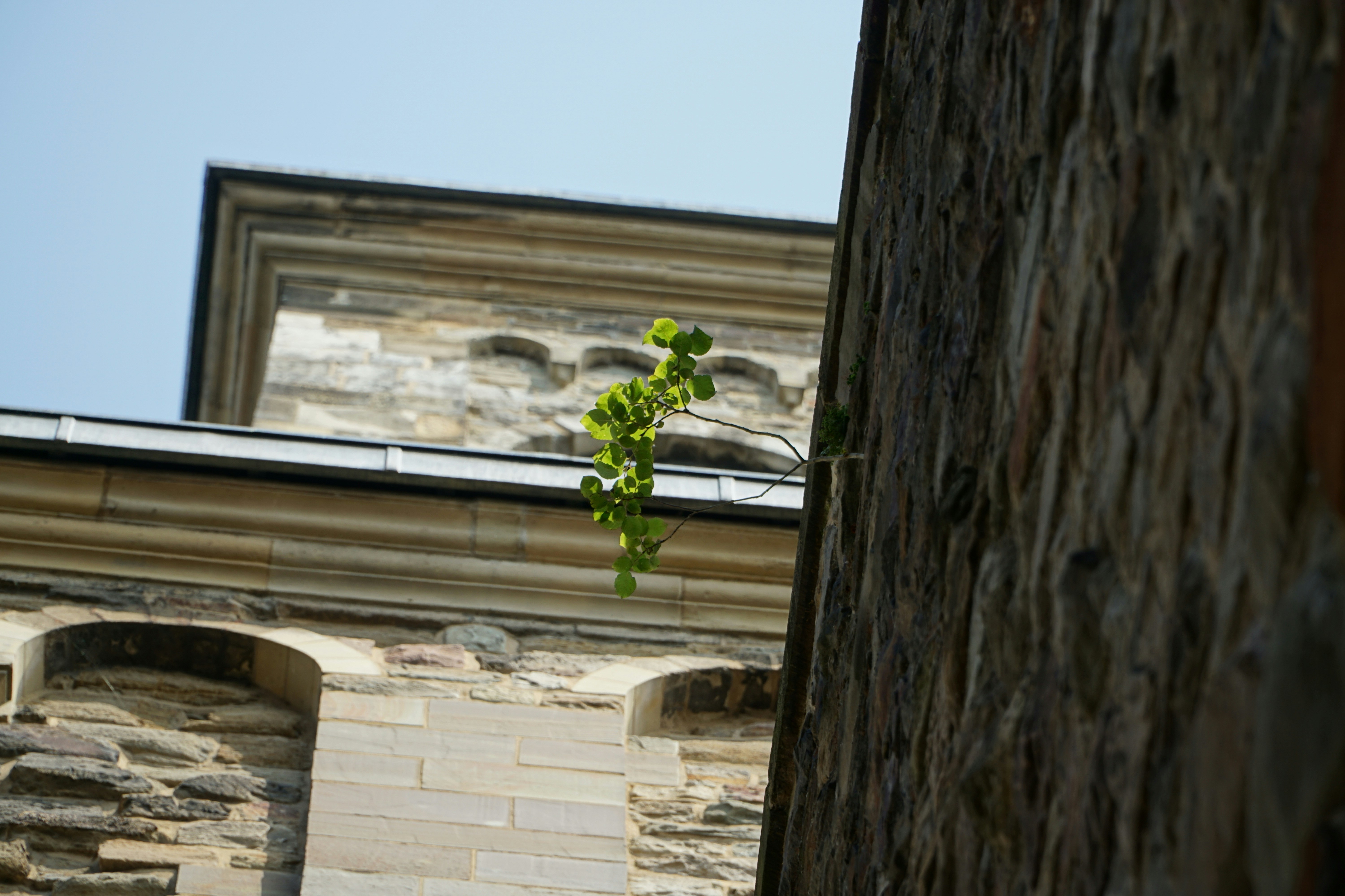 green plant on brown tree trunk