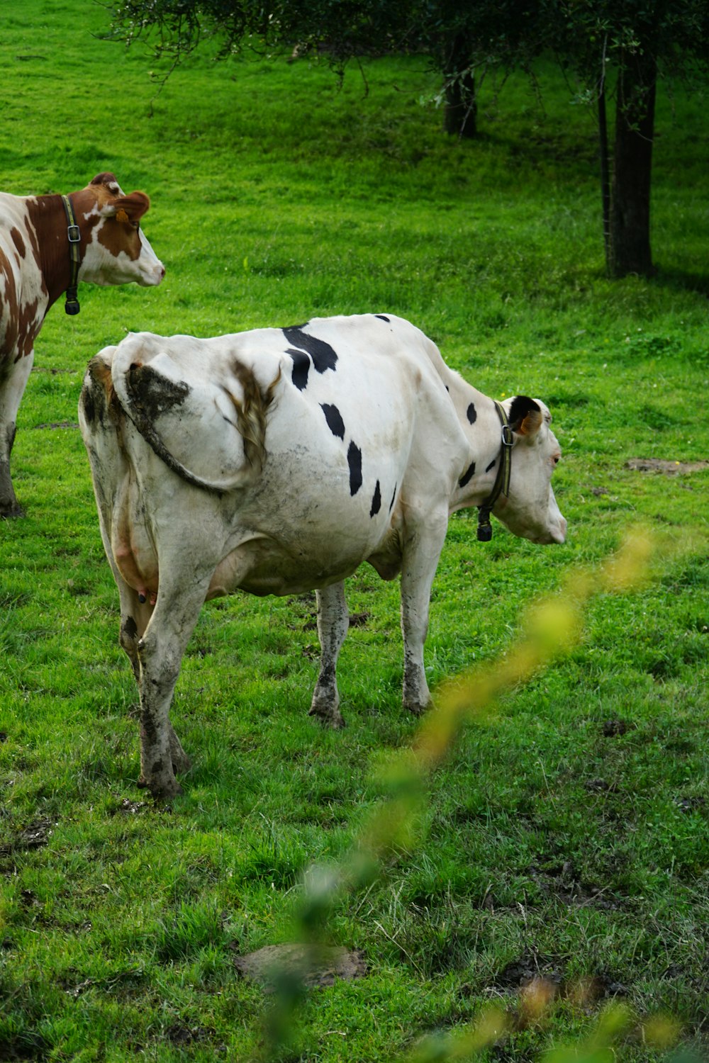 white and brown cow on green grass field during daytime