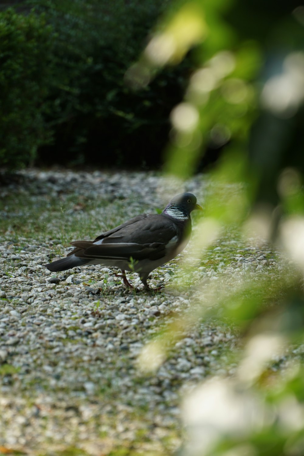 black bird on green grass during daytime