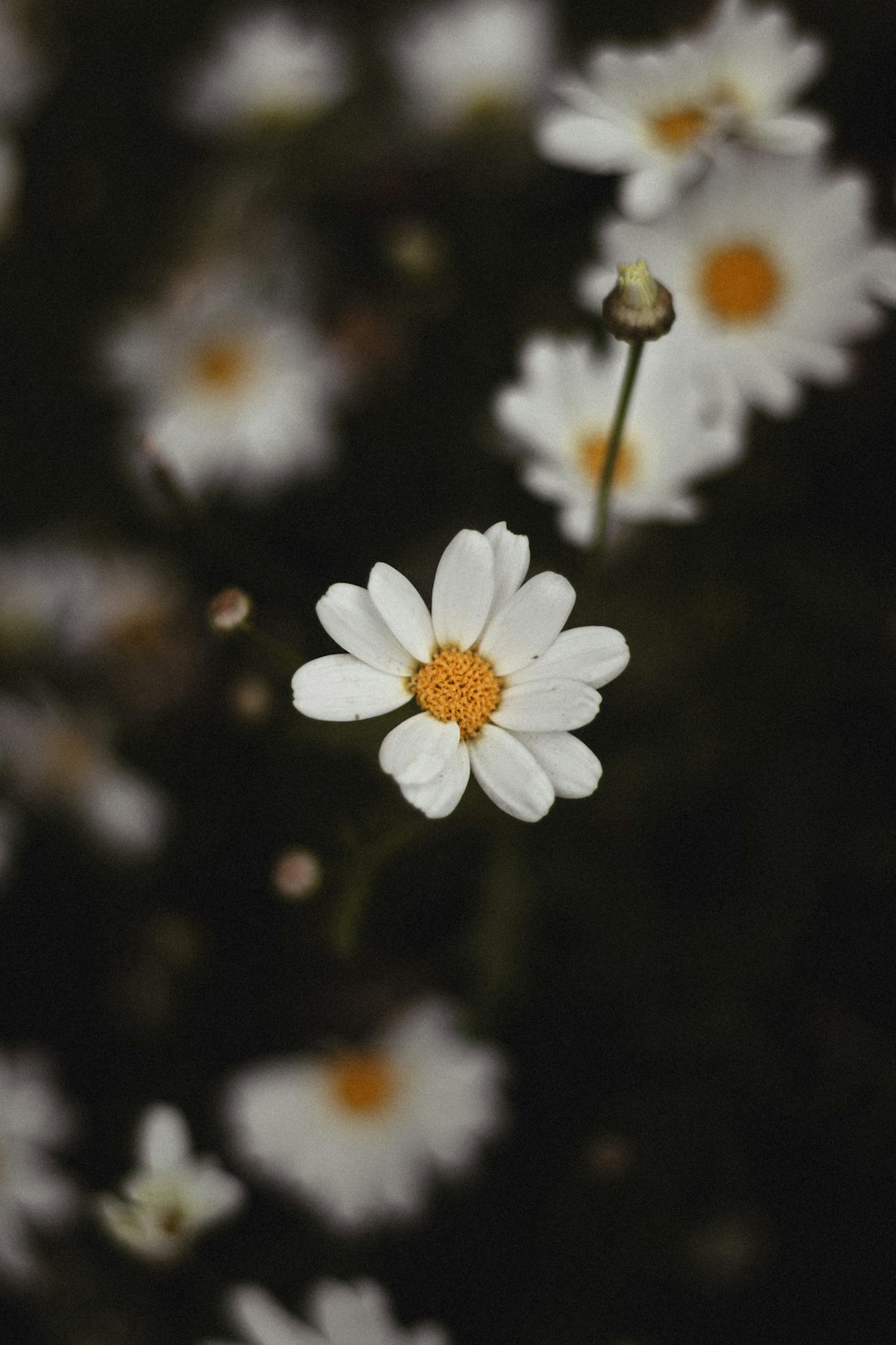 white daisy in bloom during daytime